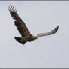 Aquila pomarina - foto Ervin Hrtan